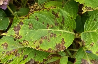 Brown Spots on Hydrangea Leaves: Causes, Treatment, and Prevention