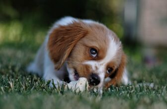 How To Firm Up Dog Poop Naturally