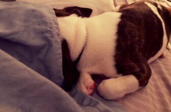 File 96 – Pillow Gate
