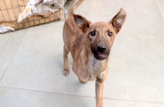 We found her in a pile of rubbish, alone with a broken jaw.