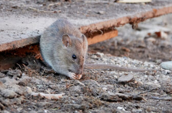 Rodent Awareness Week: SC & NC Hotspots