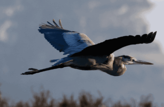 The Boy and the Heron and The Work of Time