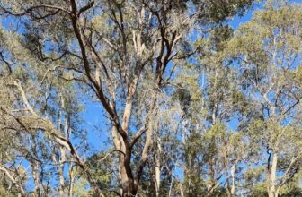 Possum Valley Animal Sanctuary Inc.: Winter Busy Bee 2026