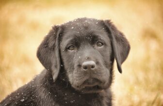Puppy Training: Walter’s Ready for His Family