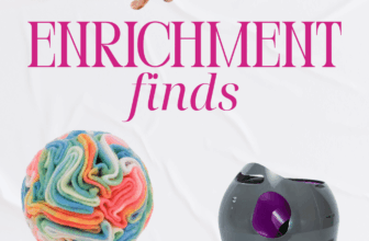 10 enrichment toys for dogs and cats