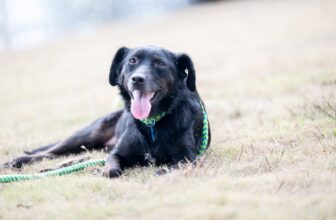 This Dog Is as Sweet as Can ‘Bee’! Here’s How to Adopt Her