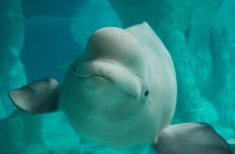 Fourth Marineland beluga whale dies after being moved to US