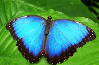 Channeled Messages from Butterfly for All!