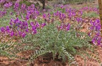 25 Medicinal Health Benefits Of Astragalus amphioxys (Crescent milkvetch)