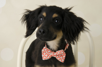 5 Cute Halloween Accessories For Dogs
