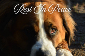 Rest in peace Hazel dog: The loss of my life