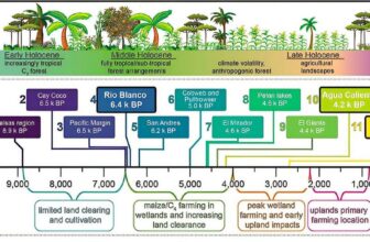 Maya Maize Farming Was Wetland Farming for 4,000 Years