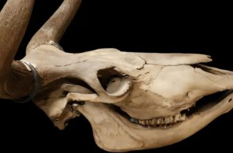 Still Alive 6,500 Years Ago