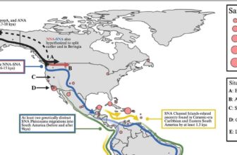DNA Lineages No Older Than 21,000 Years