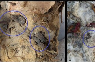 Coca Leaves Found in Wool of 3 Sacrificed Inka Llamas