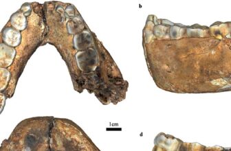 Homo erectus in South Africa: Outnumbered 10 to 1