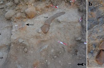 A 700,000-Year-Old Elephant Tooth From Gesher Benot Ya’aqov