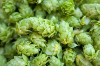 Free and Bound Hop Thiols in Beer Brewing – BeerSmith Home Brewing Blog