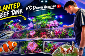 From Aquariumhuis Romberg to the Cover of Reef Hobbyist Magazine: Inside Danny’s Studio Tour | Reef Builders
