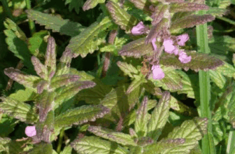 15 Amfanin Lafiyar Magunguna Na Ruwa Germander (Teucrium scordium)