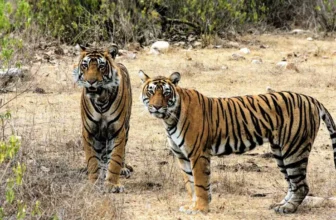 Sariska Tiger Reserve Reopens for Safari: Tiger Count, Booking Cost, How to Reach and Trip Budget