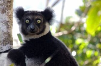 These Wild Lemurs Sing Just Like Opera Stars, Widening Their Mouths as They Hit the High Notes, Study Suggests