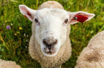 New Poll: 71% of Americans Say Wool Is as Cruel as Fur