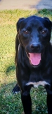 1 year old female Labrador Retriever cross Pointer available for adoption