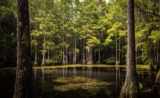 Tallahassee Ghazal