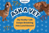 Ask Dr. Paola – My Husky-Lab Keeps Breaking Into Lunchboxes! (July 27, 2026) — Dogster