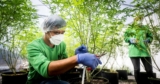 Thailand redo att göra cannabis olagligt igen