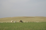 New investment hub launched at UN COP17 to close $278 billion finance gap for land restoration
