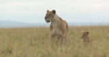 Meet Kio, The Cub At The Heart Of National Geographic’s New Docuseries