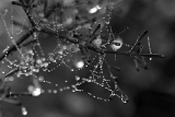 tannenbaum III (brescia, italy)