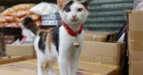 Meet the shop cats of Hong Kong’s Sheung Wan district