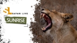 SafariLIVE Sunrise – 02 April 2025