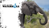 LIVE at the waterhole – 30 May 2025