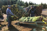 How are people illegally in the US landing jobs?