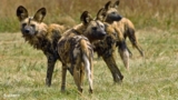 Cubs, canine & courtship – SafariLIVE Sunrise – 27 August 2026