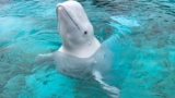 Another beluga whale sent from Marineland to Chicago’s Shedd Aquarium has died
