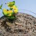Scientists discover cells that cheat death and rebuild damaged tissue