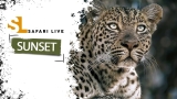 SafariLIVE Sunset – Repeat – 22 September  2026