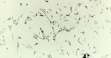 Contaminated spring water sickens wedding guests