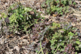 Growing Outdoor Interpretation at the Pembina State Museum