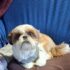 9 Dog Trends That Stood Out at SUPERZOO 2026