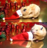 Santa Hat is lots of fun?