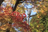 秋的色彩 Autumn colors _IMG_0652