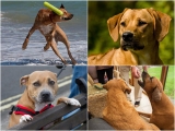 Bella Ella RIP 2005-2018