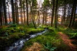 Into the woods….