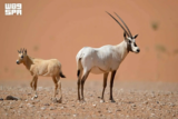 Arabian oryx makes historic recovery from ‘Extinct in the Wild’ to ‘Vulnerable’